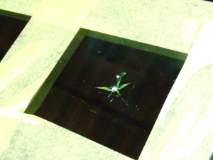 2012.07.21_ムーヴ_キズ.png